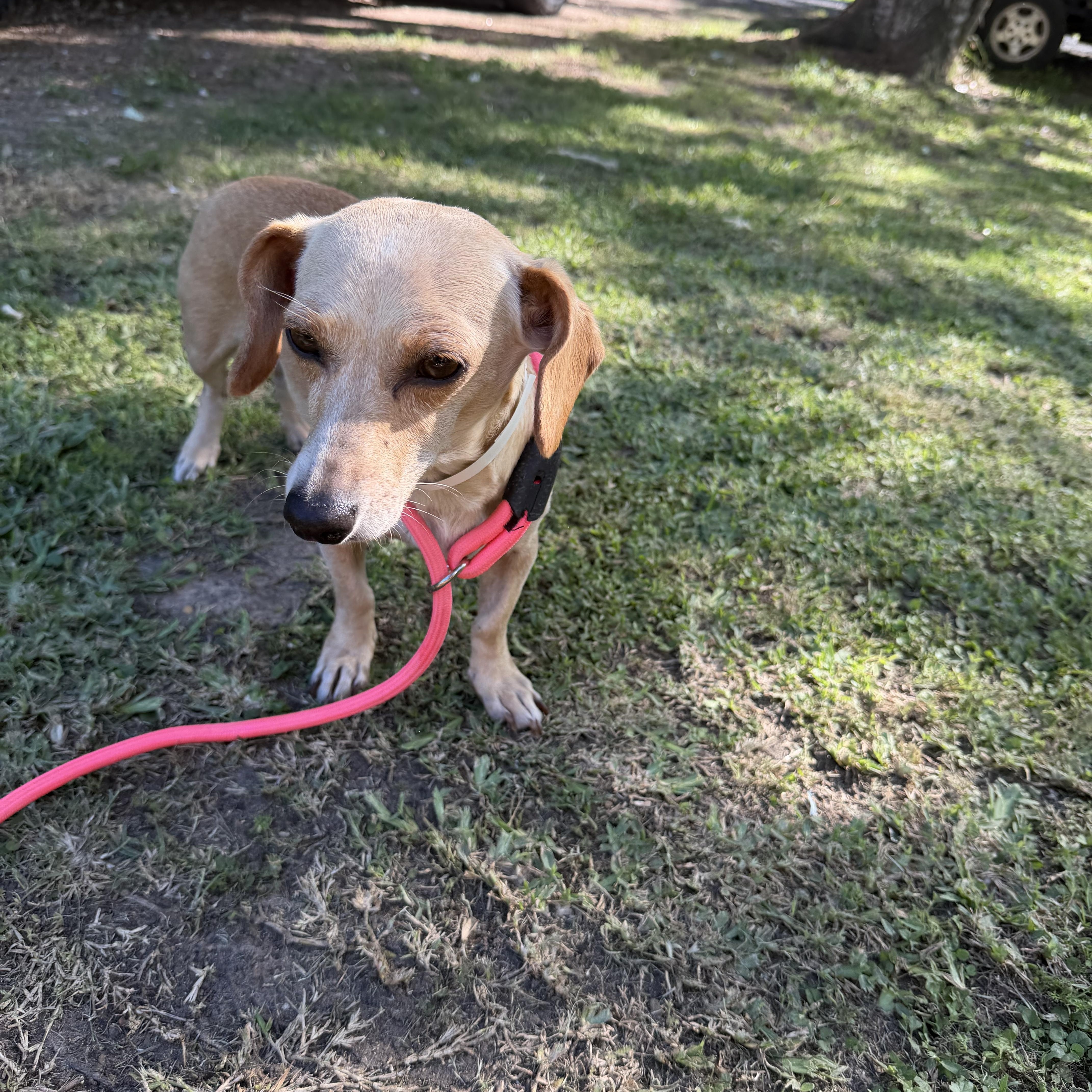 Helicka, an adopted mixed breed in Westerly, RI image 4/5