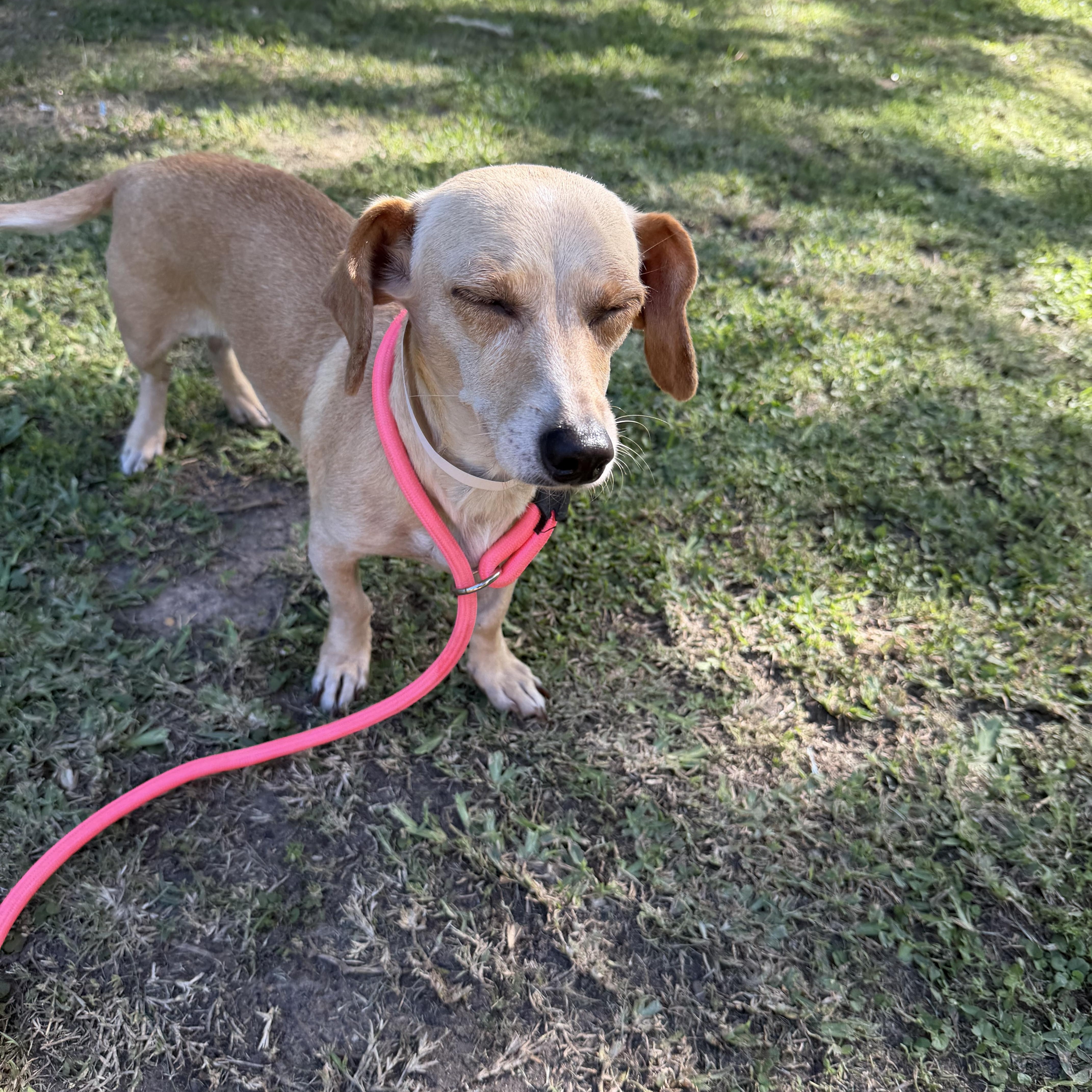 Helicka, an adopted mixed breed in Westerly, RI image 2/5