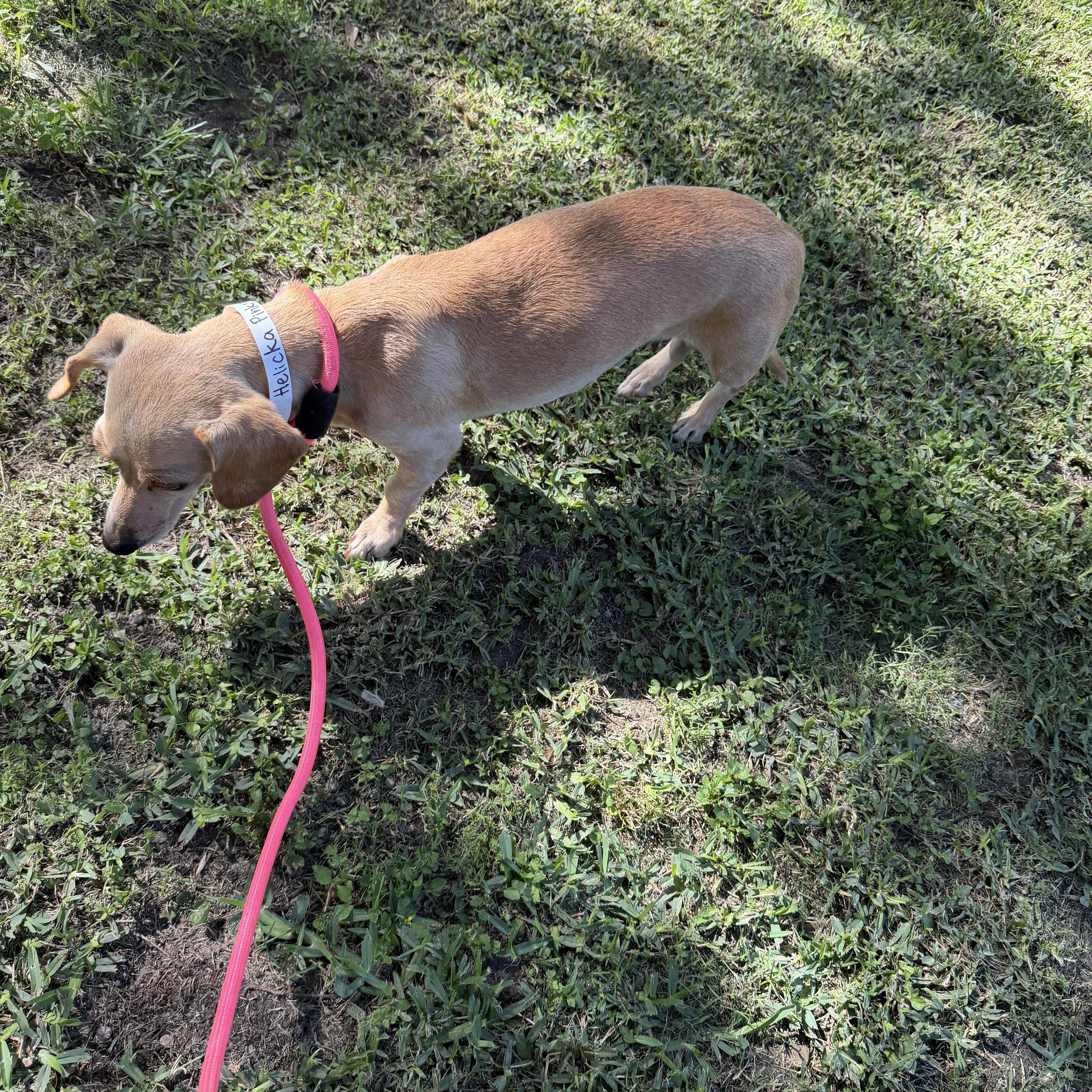 Helicka, adopted, Adult Female Dachshund.