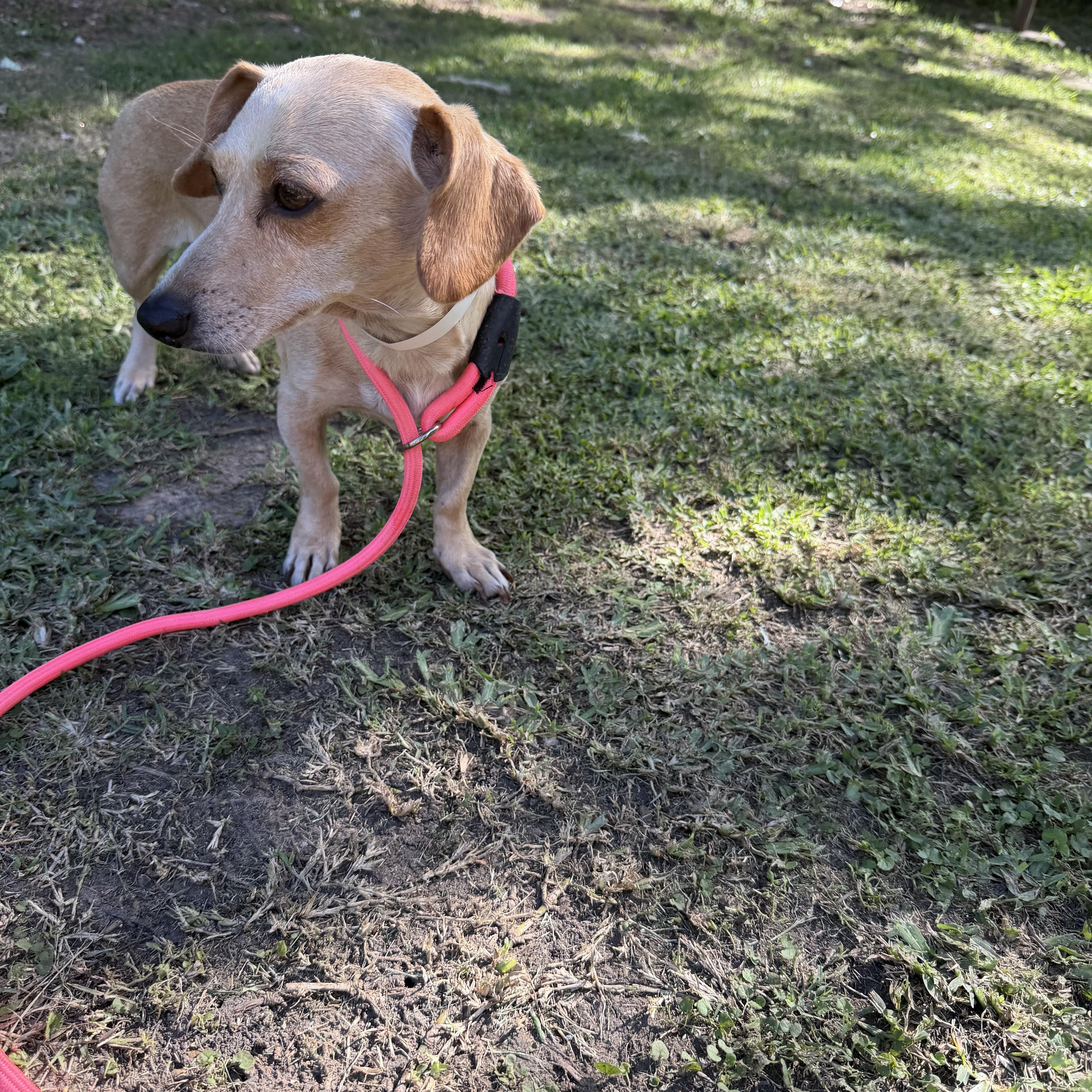Helicka, an adopted mixed breed in Westerly, RI image 5/5