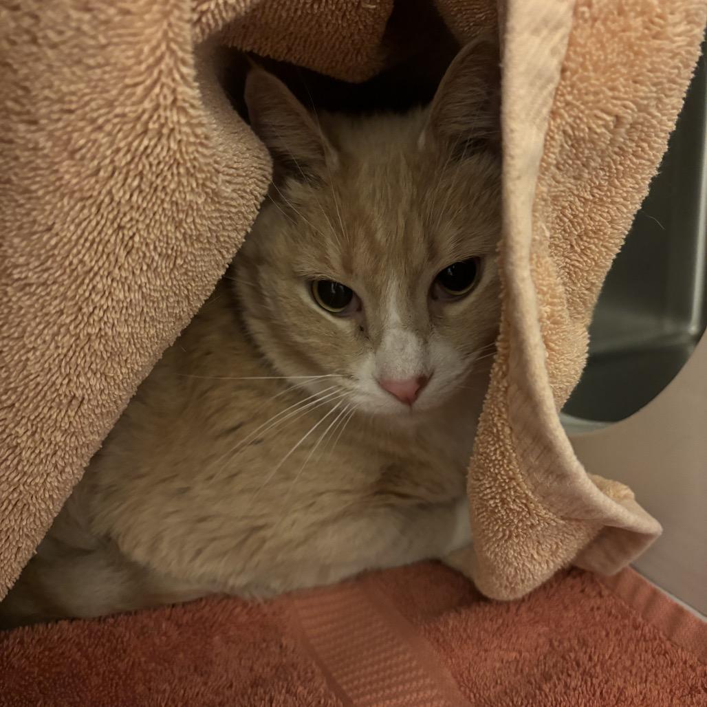 Buffer, Adoptable, Adult Male Domestic Short Hair.