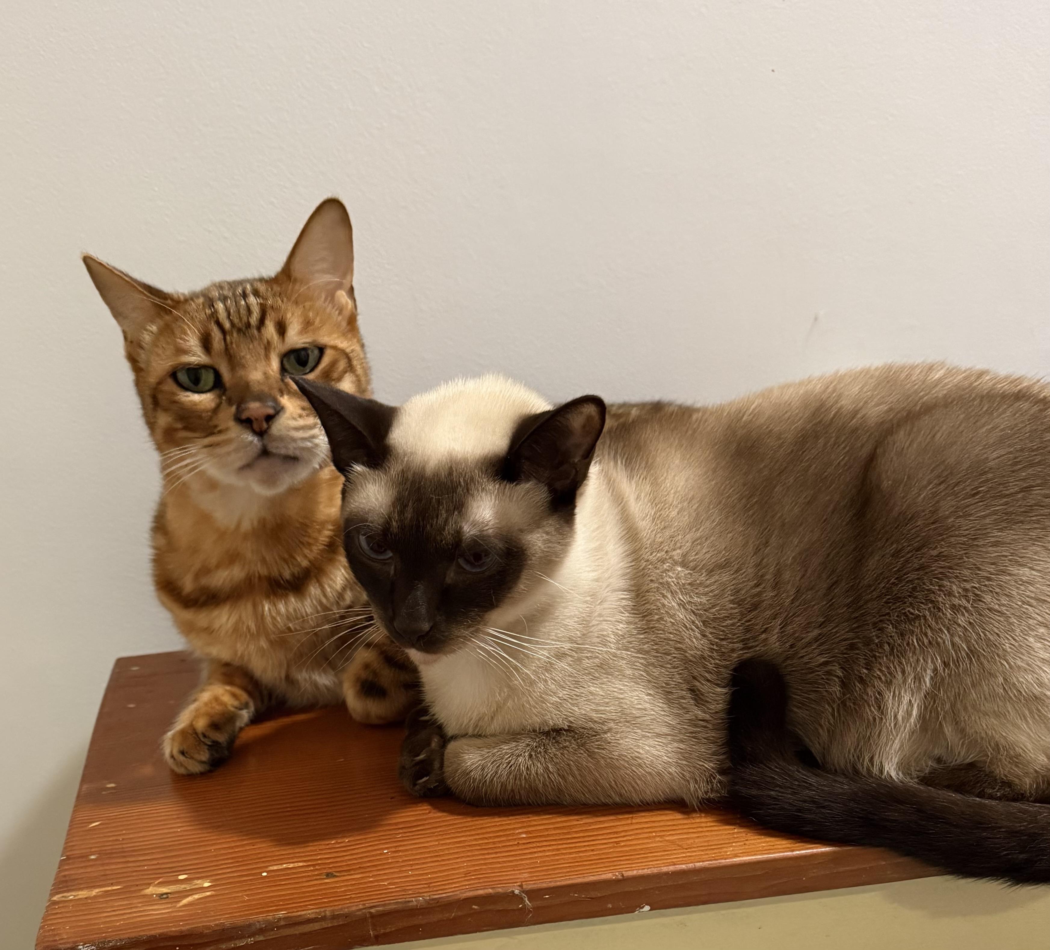 Enlarge Cody, a Adopted Bengal in Santa Monica, CA image 5/5