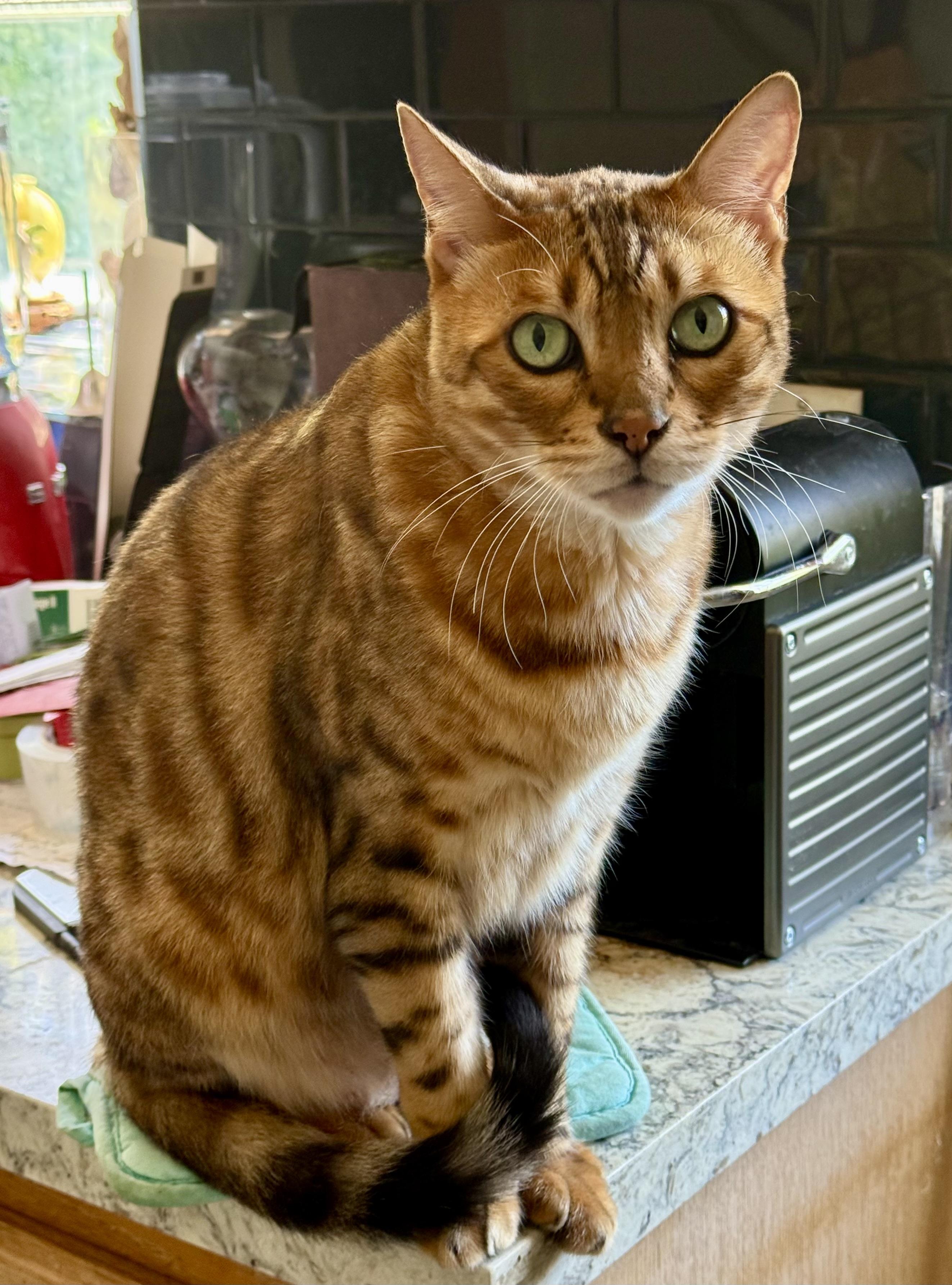Cody, Adopted, Adult Male Bengal.
