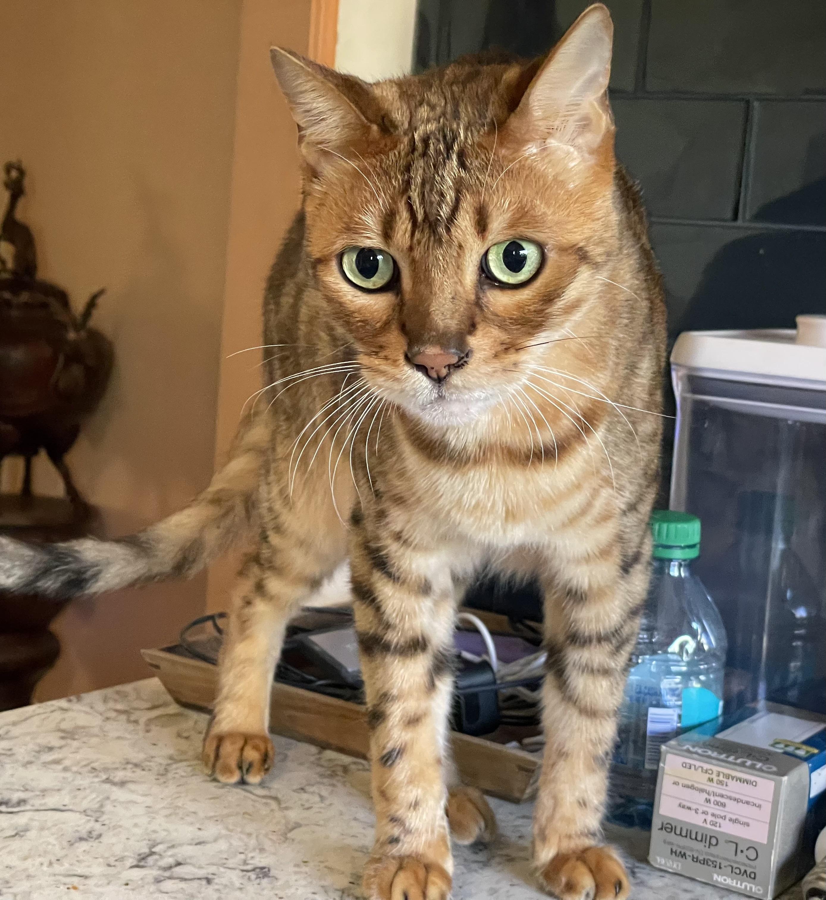 Enlarge Cody, a Adopted Bengal in Santa Monica, CA image 3/5