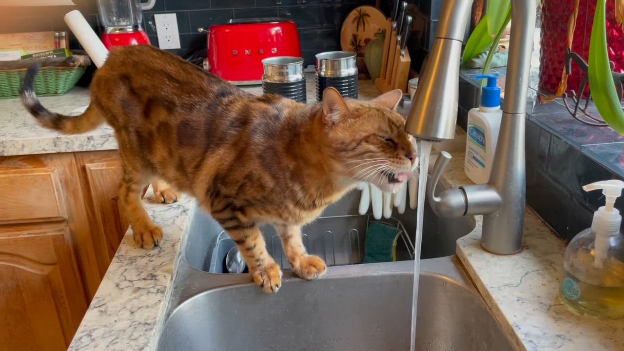 Enlarge Cody, a Adopted Bengal in Santa Monica, CA video 2/5