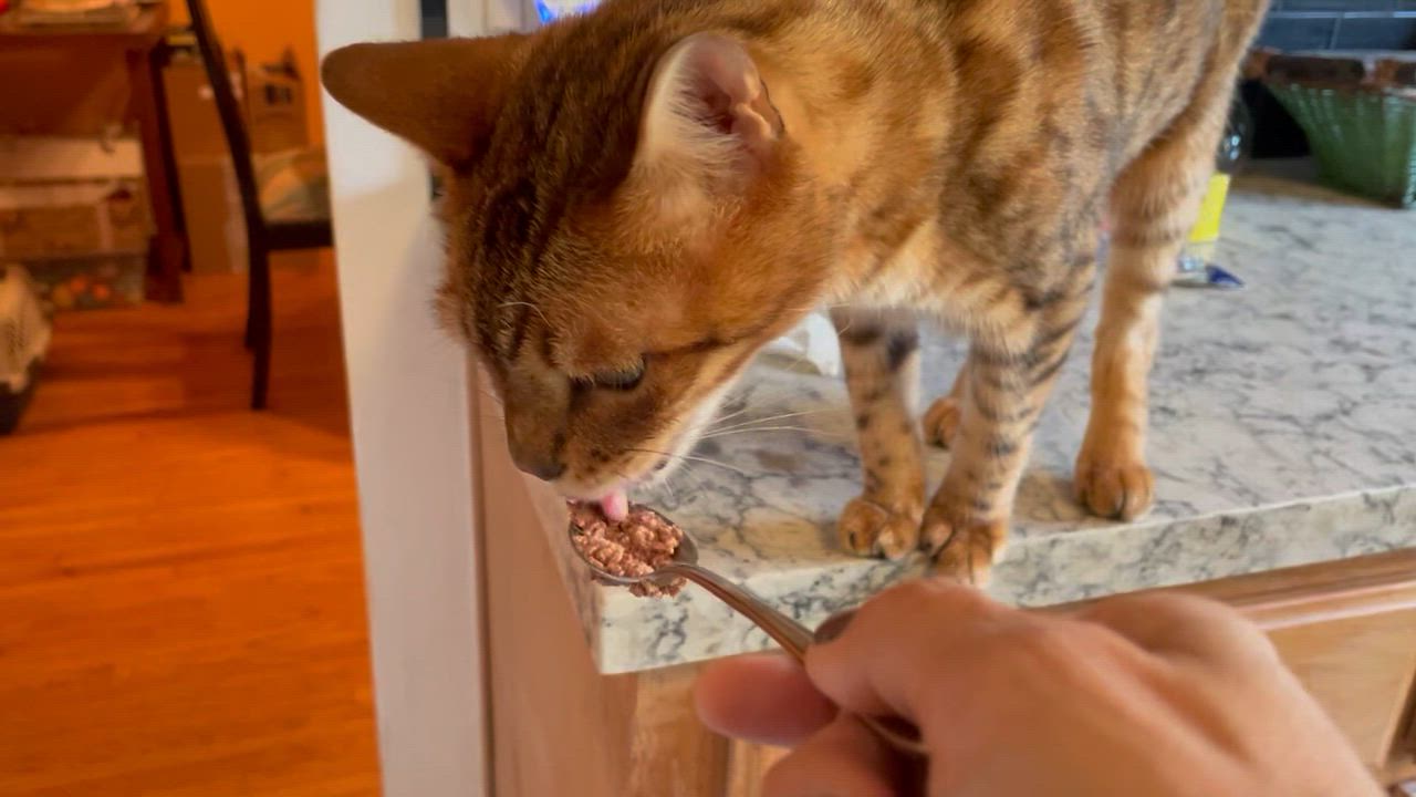 Enlarge Cody, a Adopted Bengal in Santa Monica, CA video 4/5