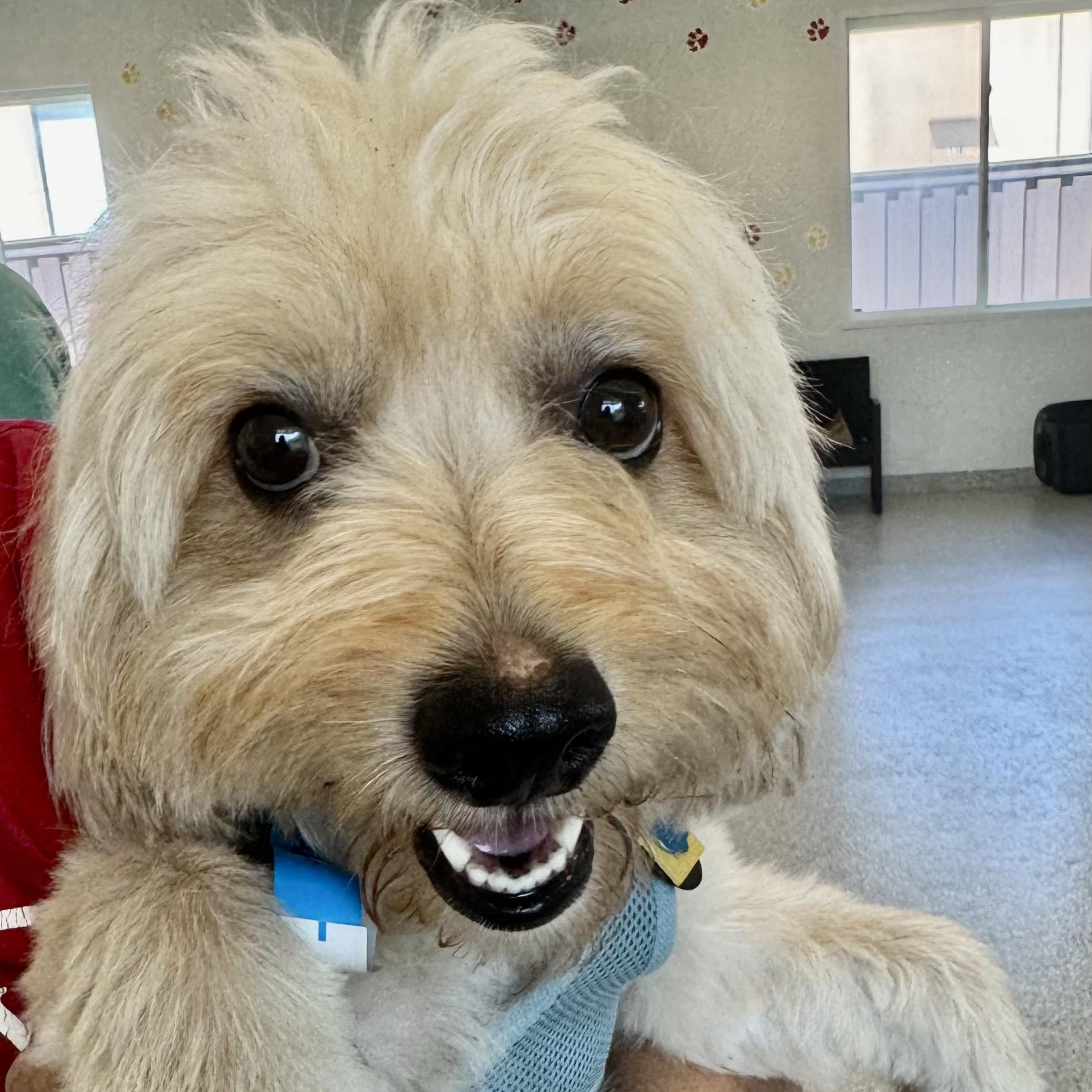 Danny Trooper thumbnail 2