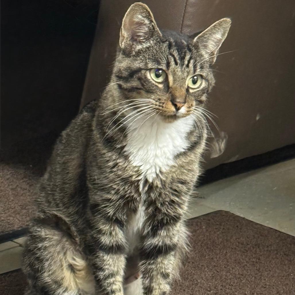 Bunny, Adoptable, Adult Female Domestic Short Hair.