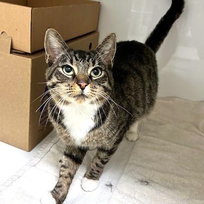 Enlarge Bunny, a Adoptable Domestic Short Hair in Baldwin, WI image 2/2