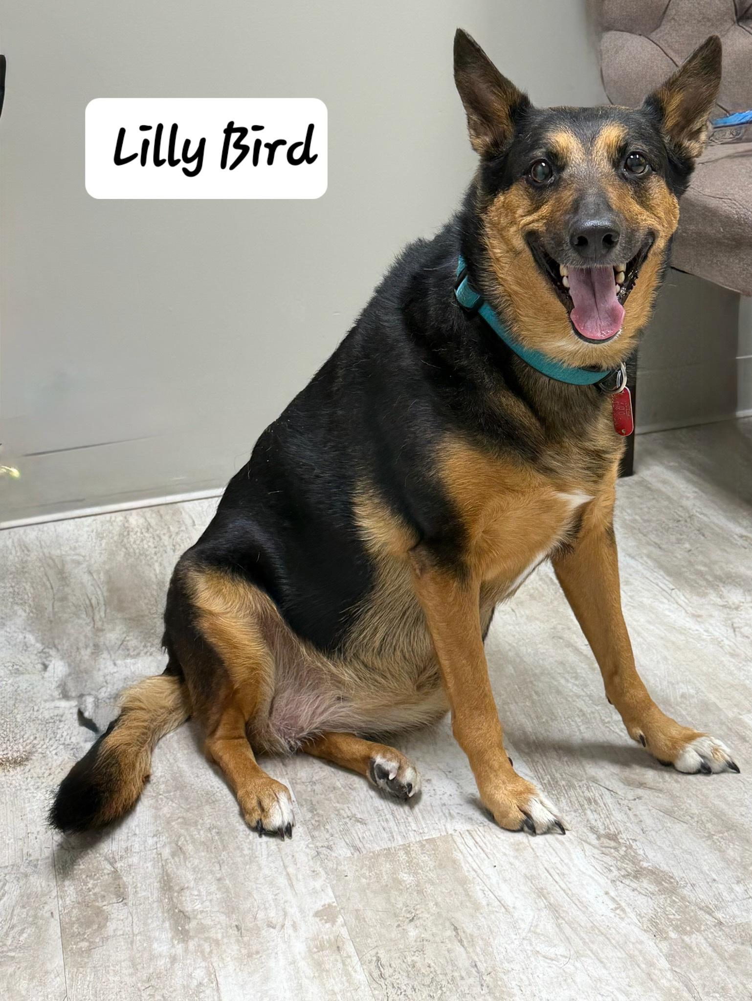 Enlarge Lilly Bird, a ADOPTABLE mixed breed in Urbana, OH image 1/1