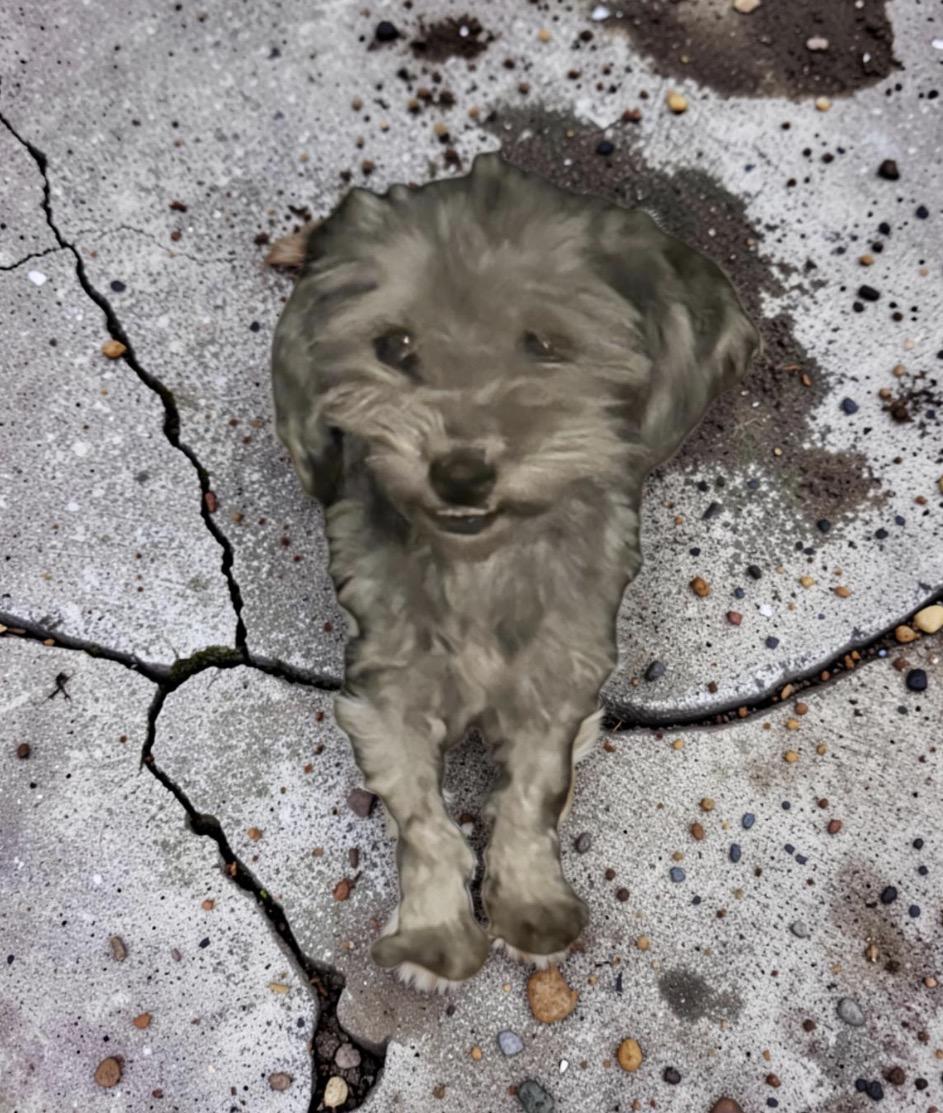 Enlarge Bailey , a ADOPTABLE mixed breed in Los Angeles, CA image 2/3