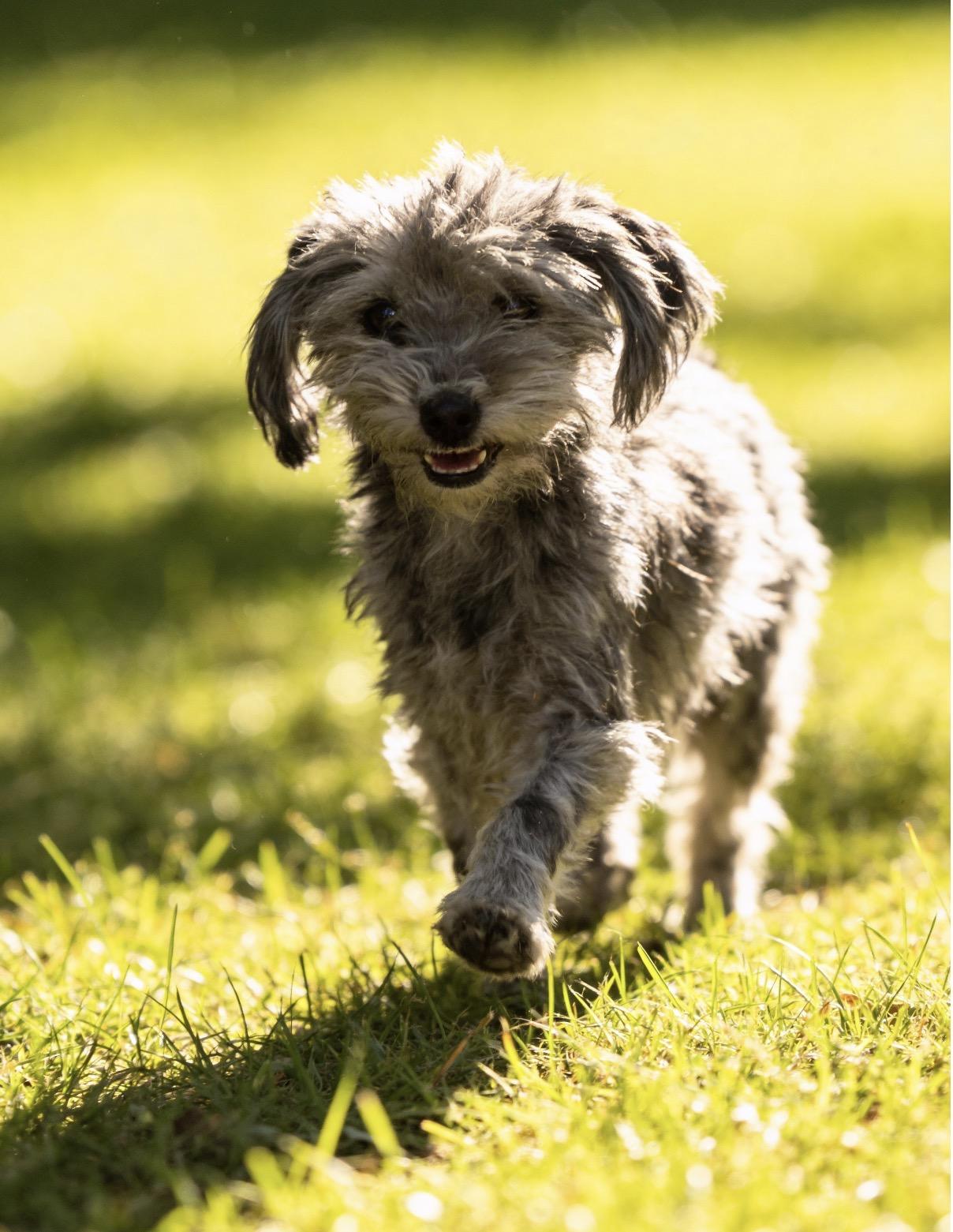 Enlarge Bailey , a ADOPTABLE mixed breed in Los Angeles, CA image 3/3