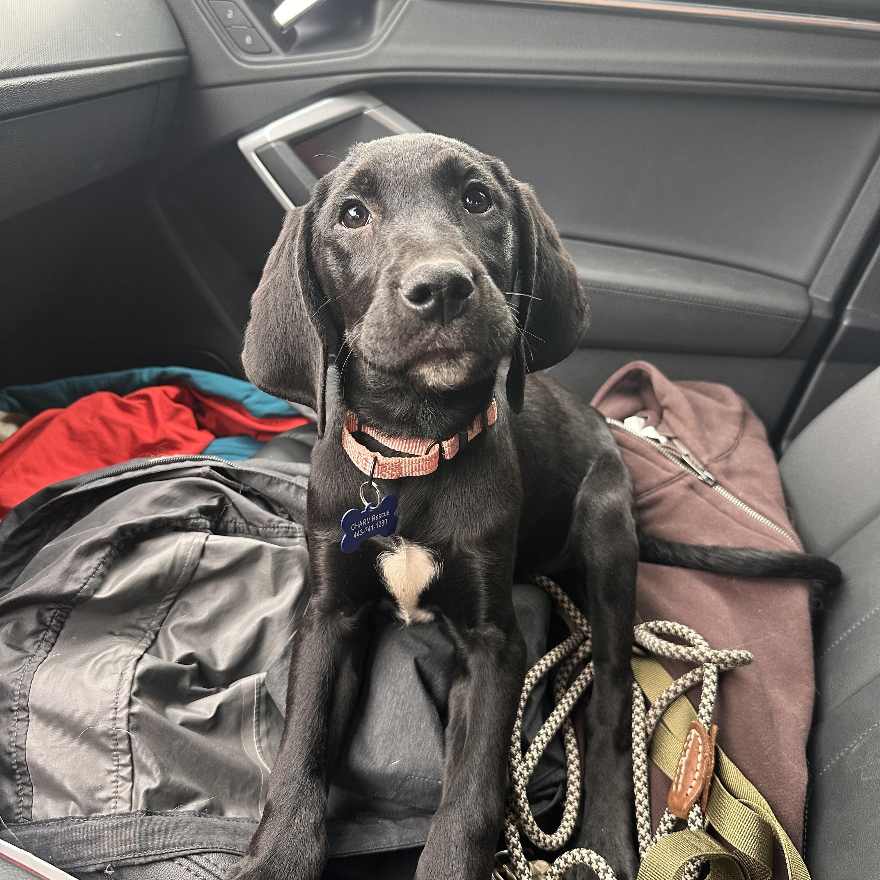 Twizzler, Adopted, Puppy Male Hound.