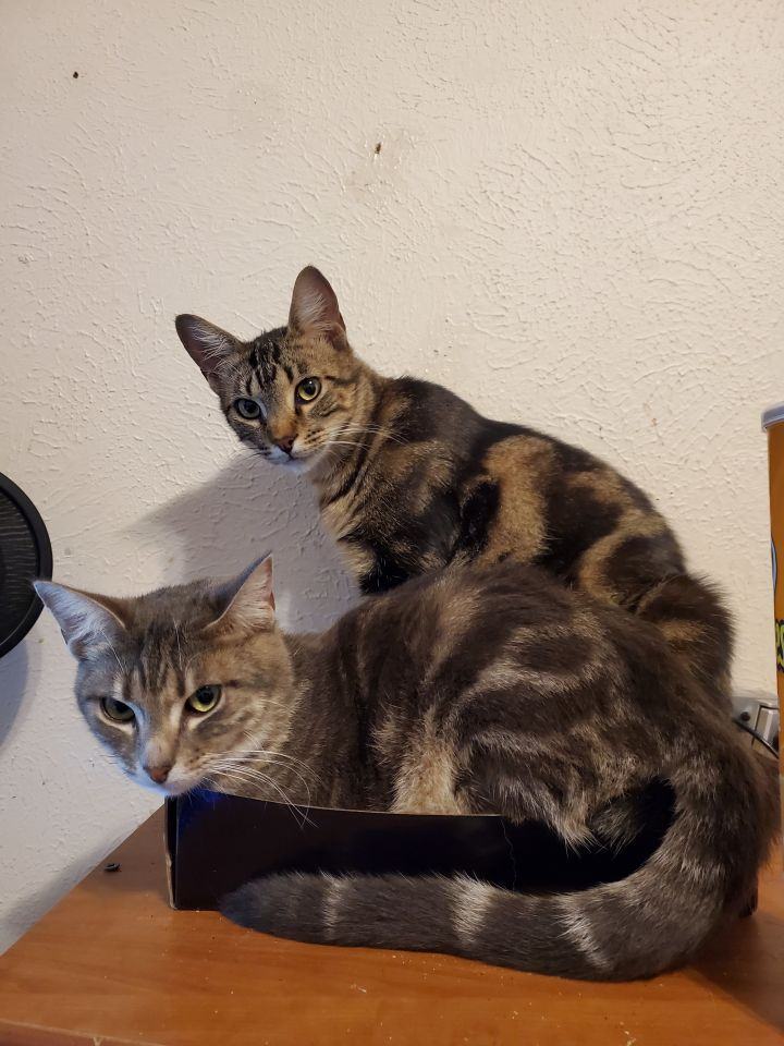 Bonded Pair Hank & Haley, Adoptable, Young Male Domestic Short Hair & Tabby.