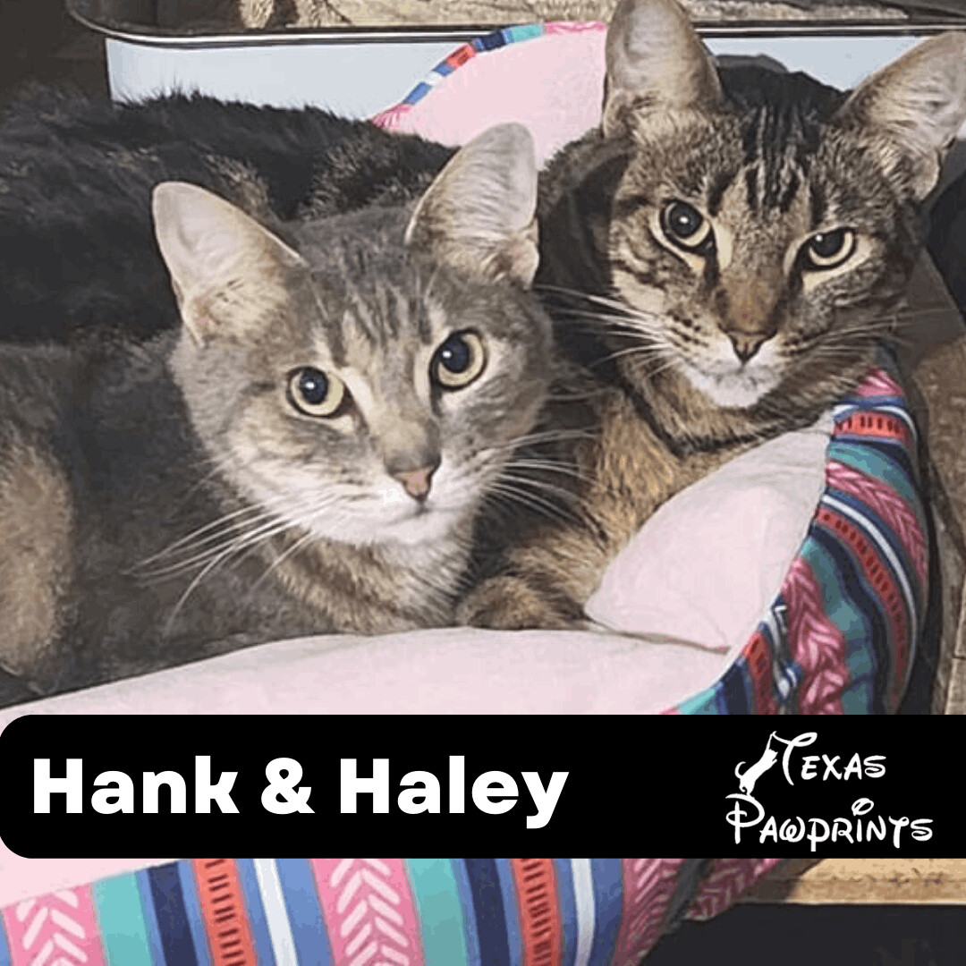 Bonded Pair Hank & Haley