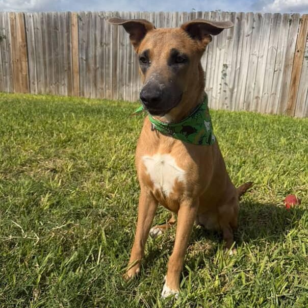 Angelique thumbnail 3