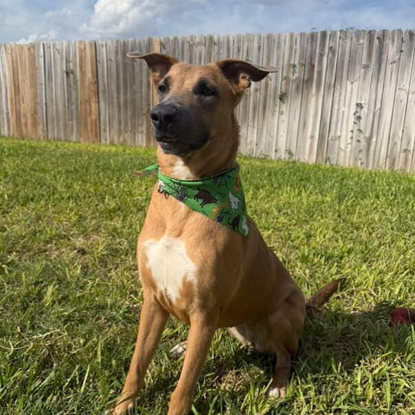 Angelique thumbnail 5