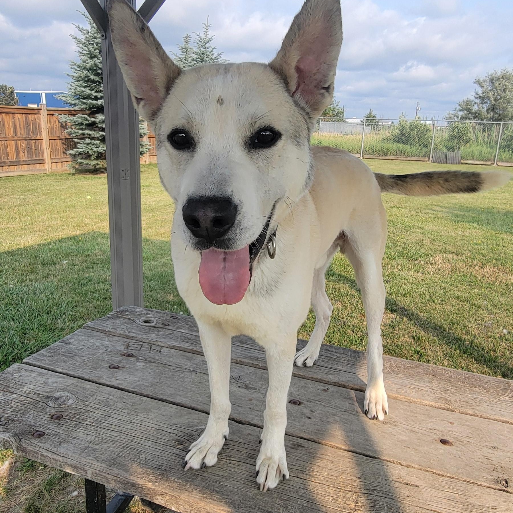 Enlarge Ranger, a ADOPTABLE mixed breed in Caledon, ON image 4/5