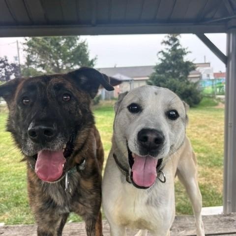 Ranger, ADOPTABLE, Adult Male Husky & German Shepherd Dog.