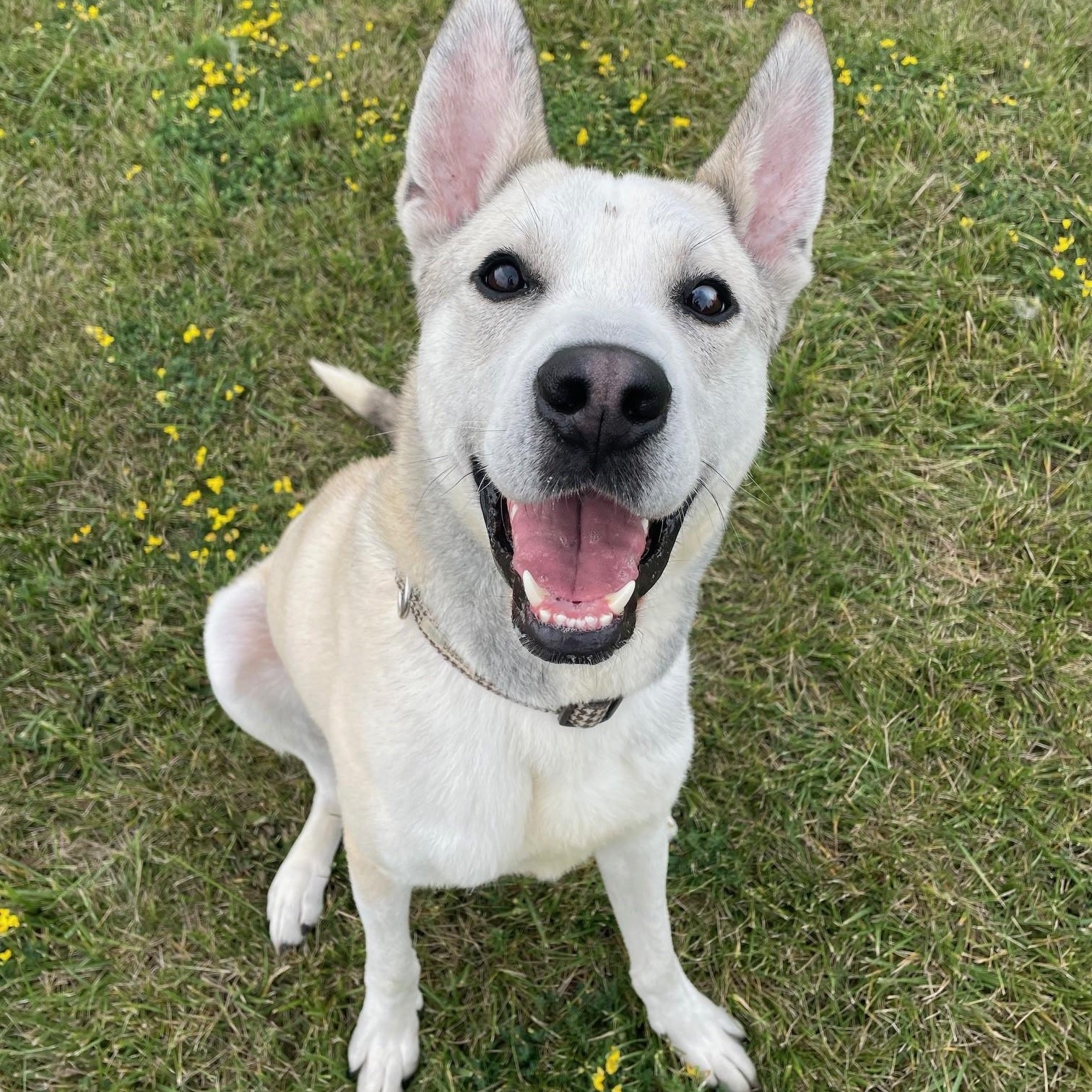 Enlarge Ranger, a ADOPTABLE mixed breed in Caledon, ON image 1/5