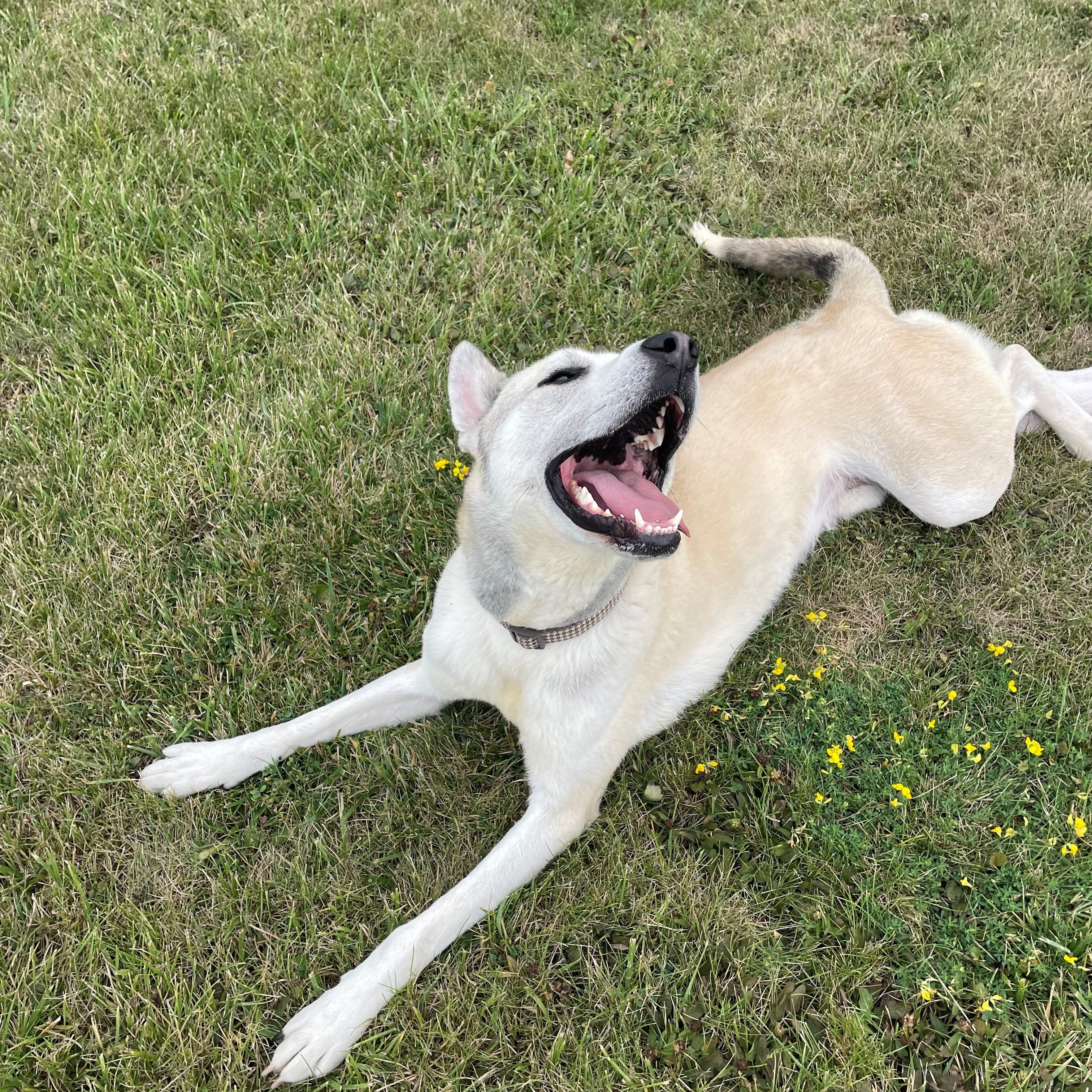 Enlarge Ranger, a ADOPTABLE mixed breed in Caledon, ON image 2/5
