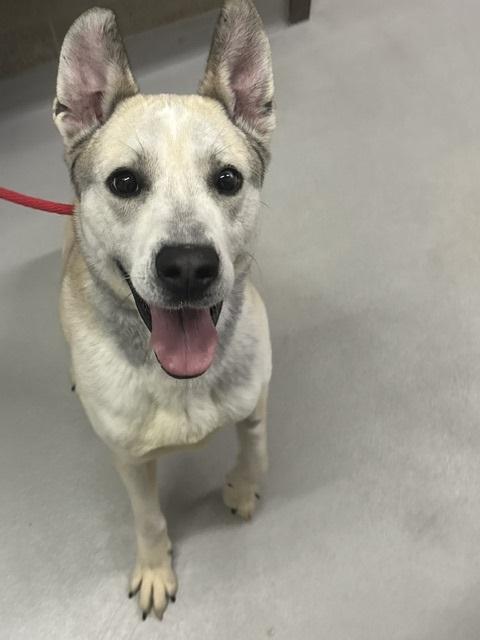 Enlarge Ranger, a ADOPTABLE mixed breed in Caledon, ON image 2/2