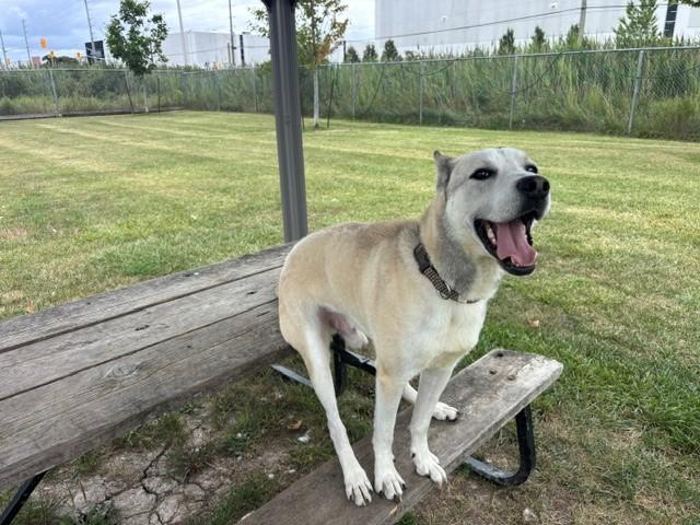 Ranger, ADOPTABLE, Adult Male Husky & German Shepherd Dog.