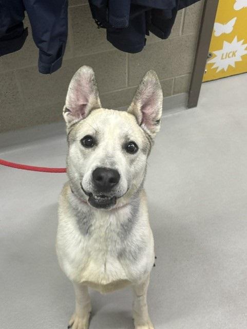 Enlarge Ranger, a ADOPTABLE mixed breed in Caledon, ON image 1/2