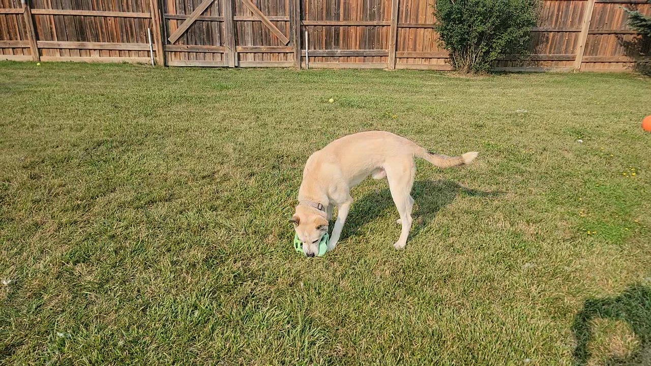 Enlarge Ranger, a ADOPTABLE mixed breed in Caledon, ON video 5/5