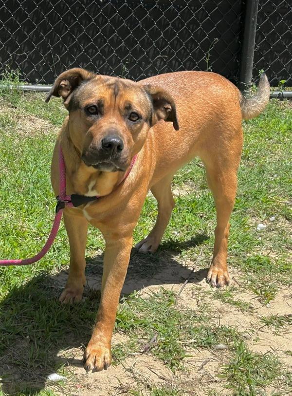 Dawn Powerwash, Adoptable, Adult Female Labrador Retriever & Shepherd.
