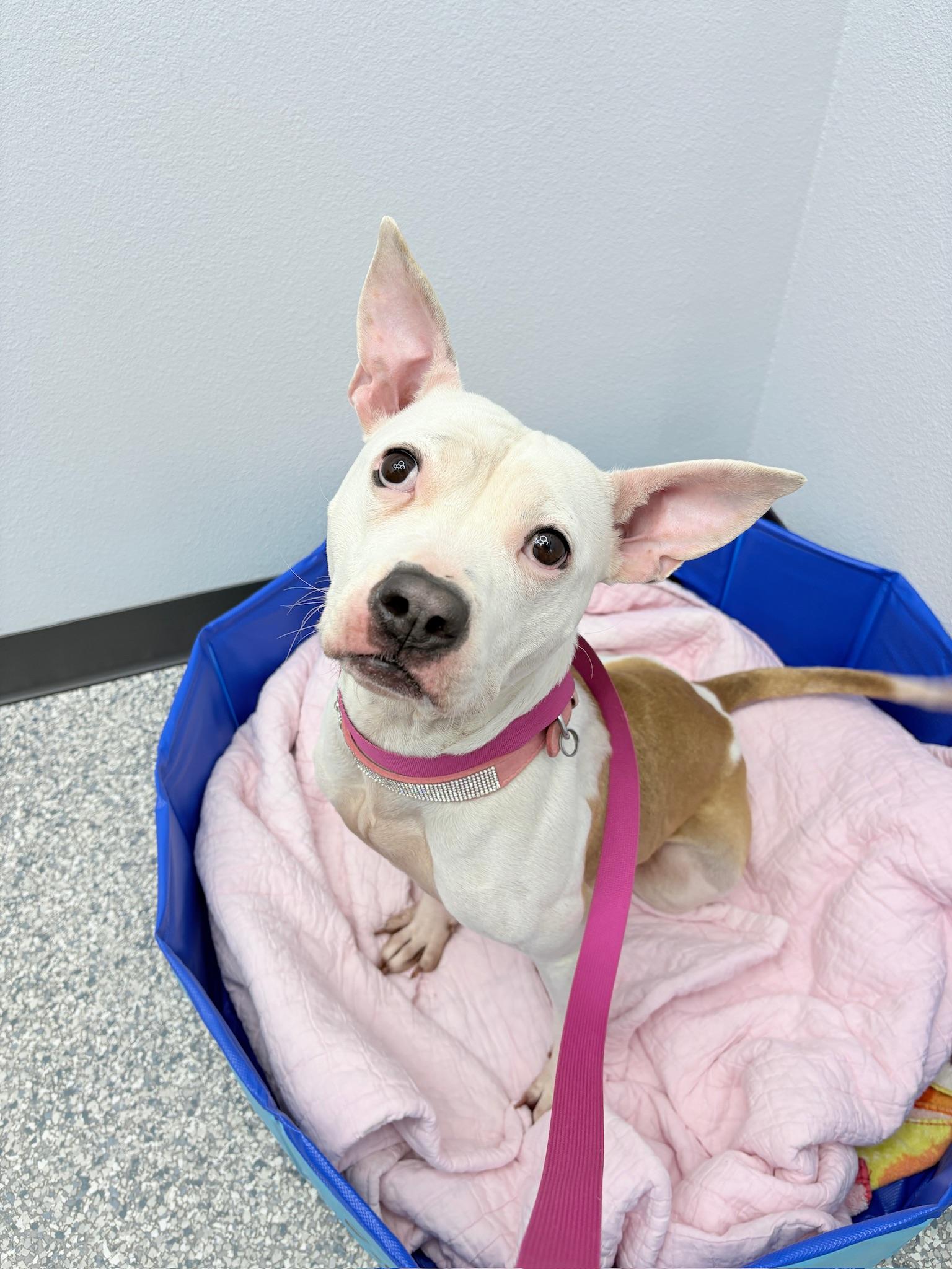 Squeak, ADOPTABLE, Adult Female American Staffordshire Terrier.