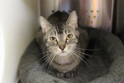 Stanza, Adoptable, Adult Female Domestic Short Hair & Domestic Short Hair.