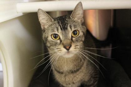 Enlarge Stanza, a Adoptable mixed breed in Kansas City, MO image 2/2