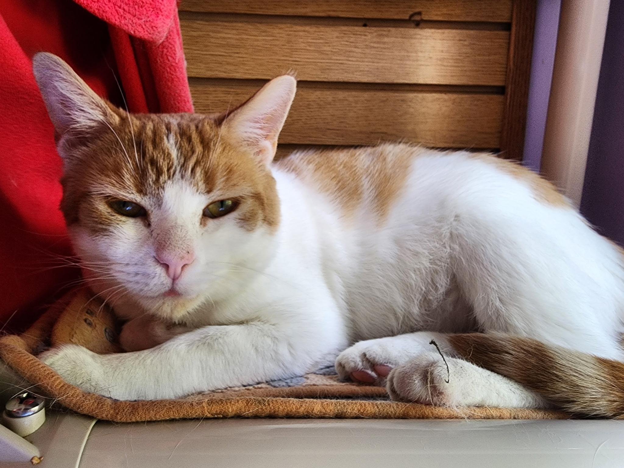 Enlarge Tidepod, a Adopted Domestic Short Hair in Ann Arbor, MI image 3/3
