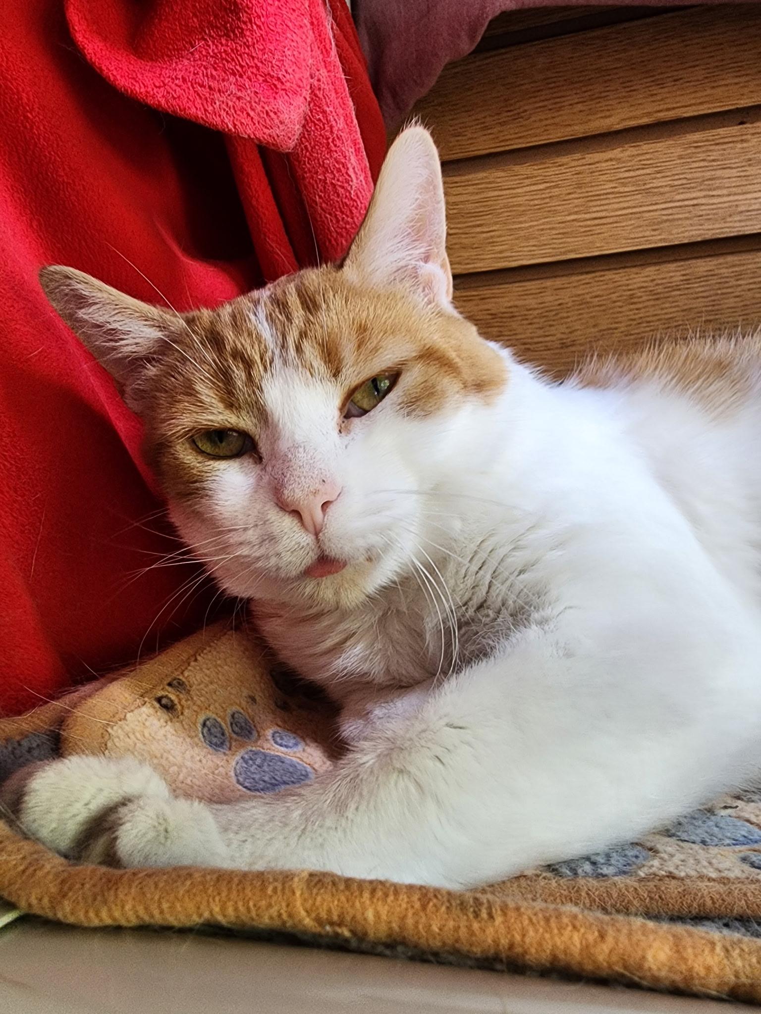 Tidepod, Adopted, Adult Male Domestic Short Hair.