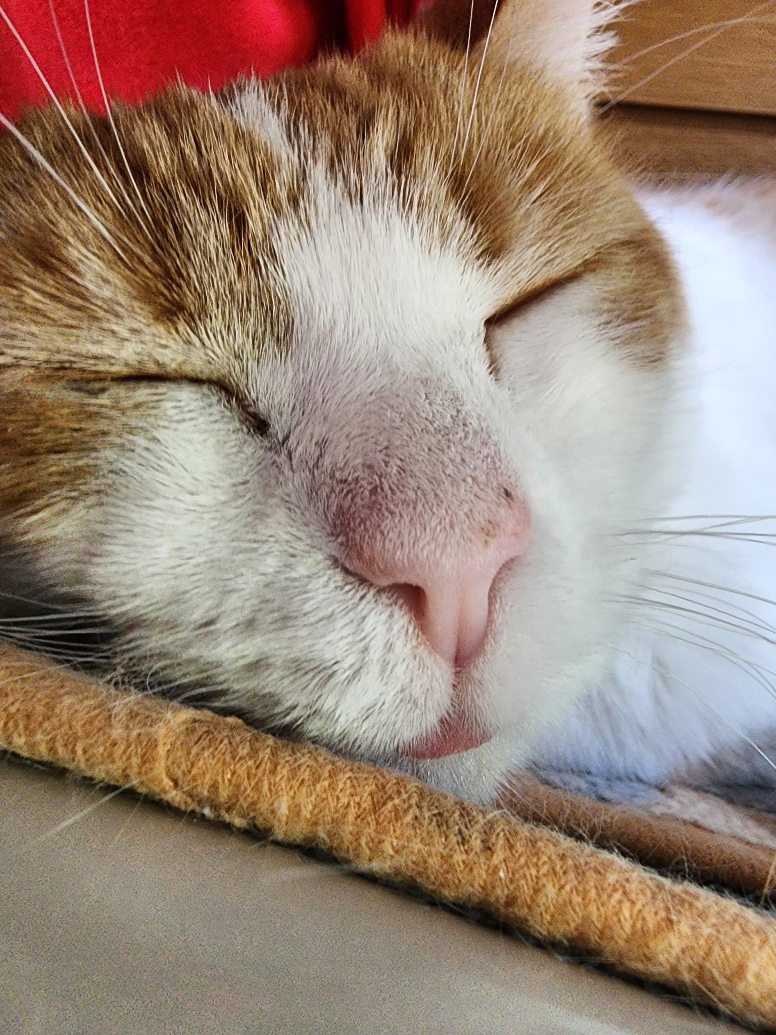 Enlarge Tidepod, a Adopted Domestic Short Hair in Ann Arbor, MI image 2/3