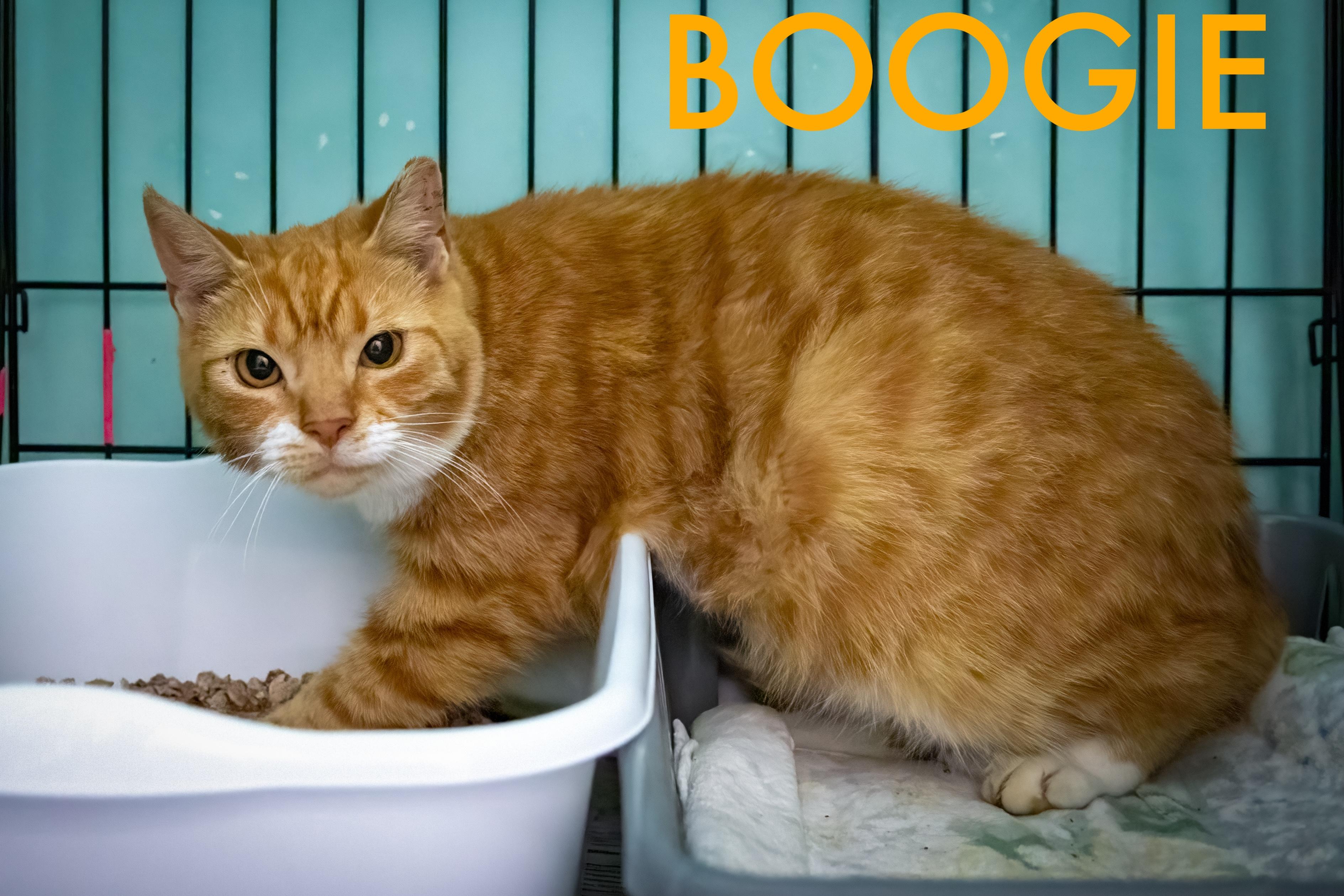 Boogie (fcid# // -