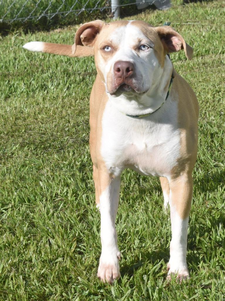 Tripp, Adoptable, Adult Male Mixed Breed.