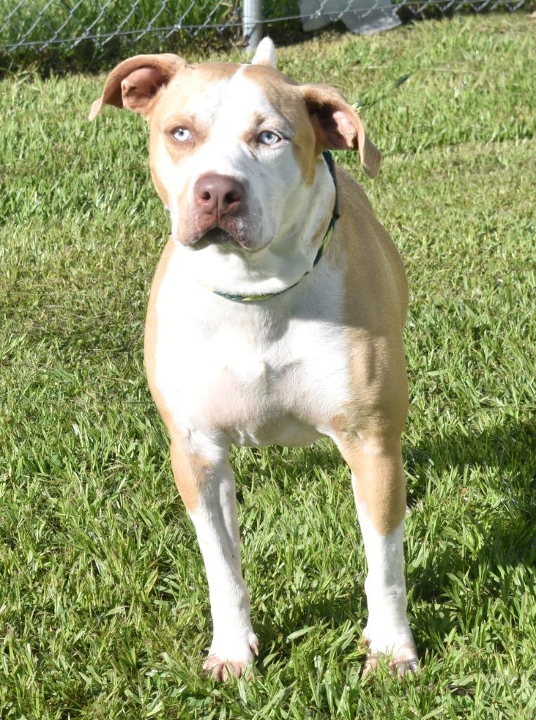 Tripp, a Adoptable mixed breed in Kingsland, GA image 2/6