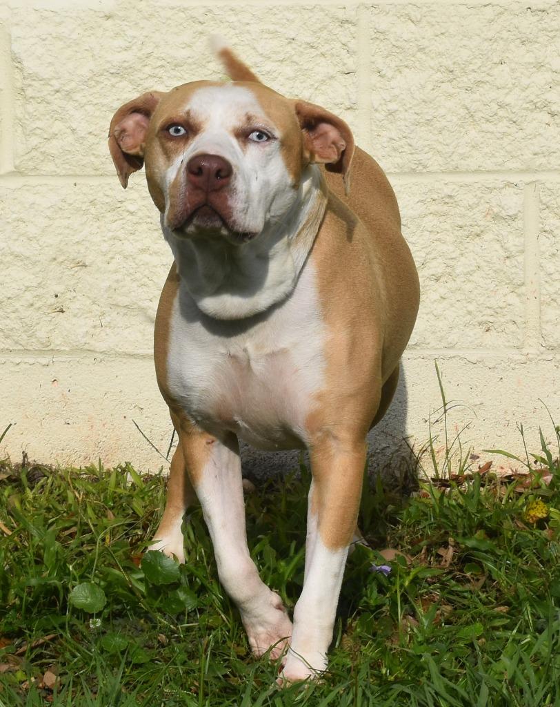 Tripp, a Adoptable mixed breed in Kingsland, GA image 3/6