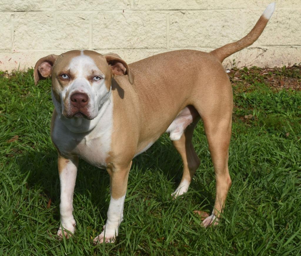 Tripp, a Adoptable mixed breed in Kingsland, GA image 6/6