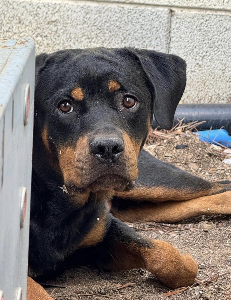 Emmy, Adoptable, Young Female Rottweiler.