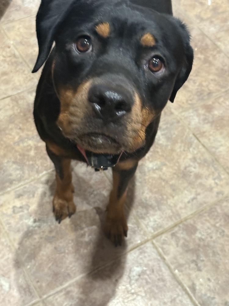 Emmy, a Adoptable Rottweiler in Gilbert, AZ image 2/3