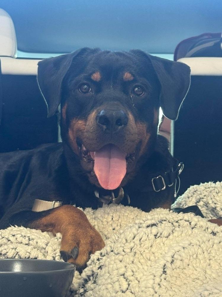 Emmy, a Adoptable Rottweiler in Gilbert, AZ image 3/3