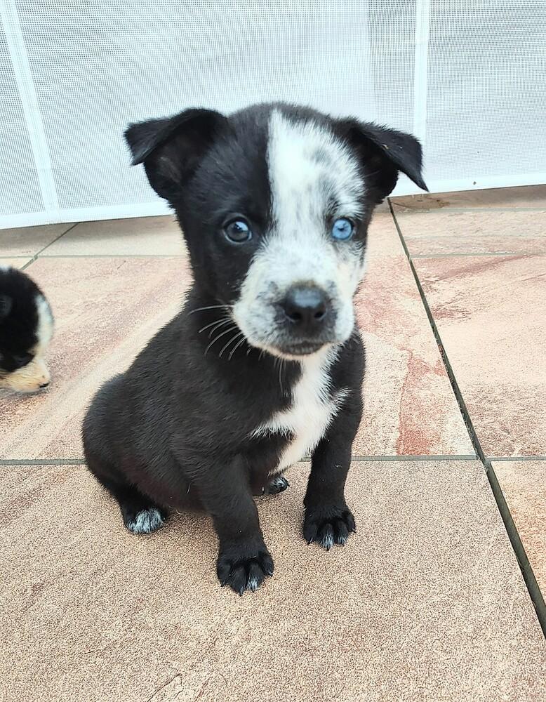 Jamie Tartt-Ted Lasso Litter, Adoptable, Puppy Male Mixed Breed.