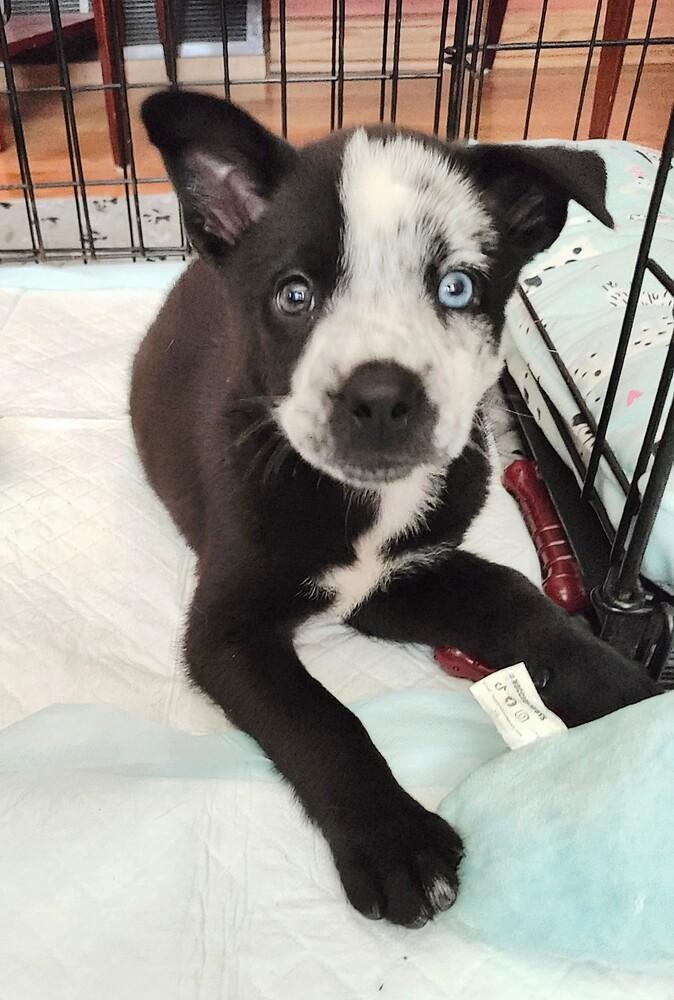 Enlarge Jamie Tartt-Ted Lasso Litter, a Adoptable mixed breed in Columbus, OH image 2/3