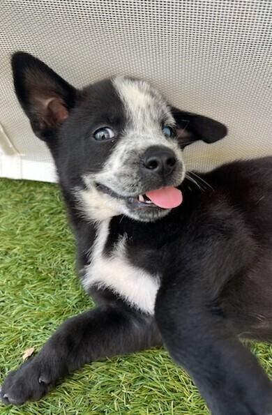 Enlarge Jamie Tartt-Ted Lasso Litter, a Adoptable mixed breed in Columbus, OH image 3/3