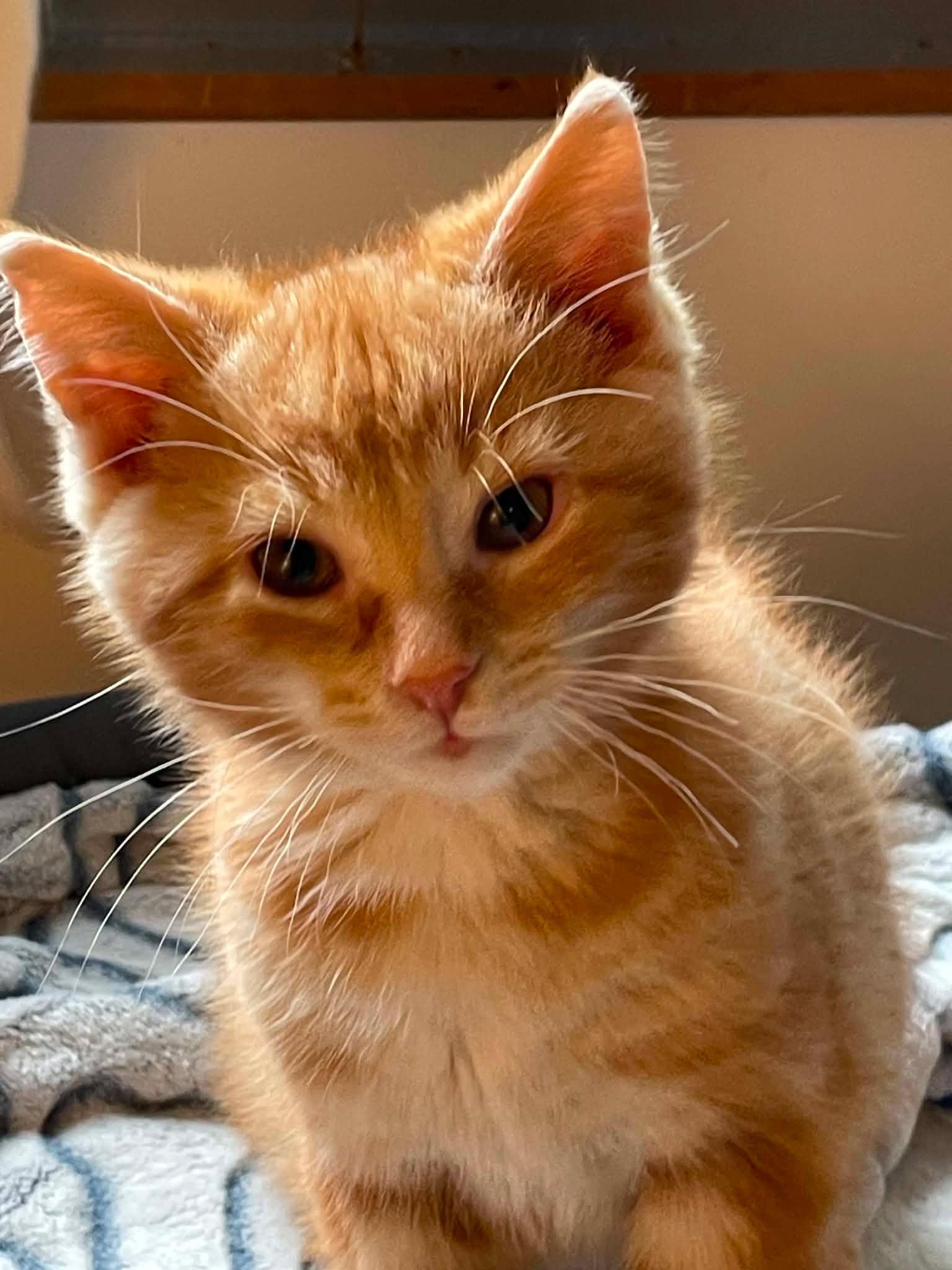 Yuzu, Adoptable, Kitten Male Domestic Short Hair.
