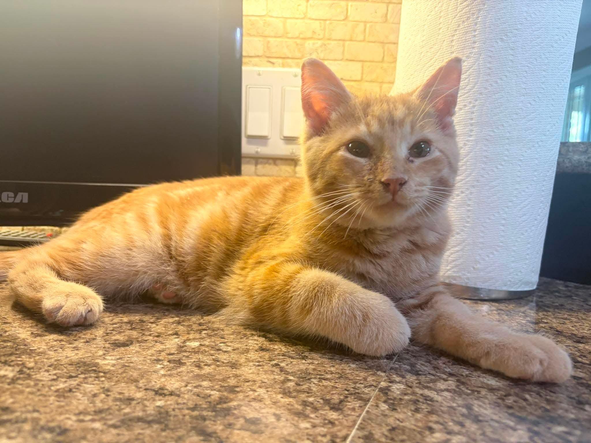 Enlarge Yuzu, a Adoptable Domestic Short Hair in Shakespeare, ON image 3/6