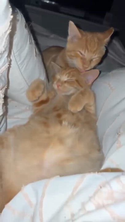 Enlarge Yuzu, a Adoptable Domestic Short Hair in Shakespeare, ON video 4/6
